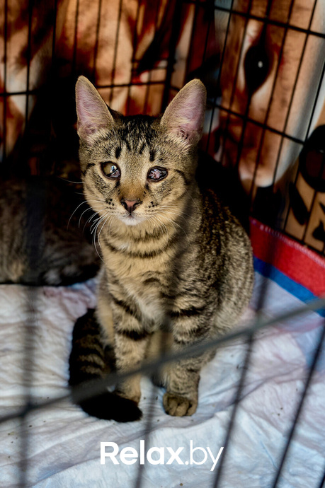 Акция пушистого добра, фото № 113