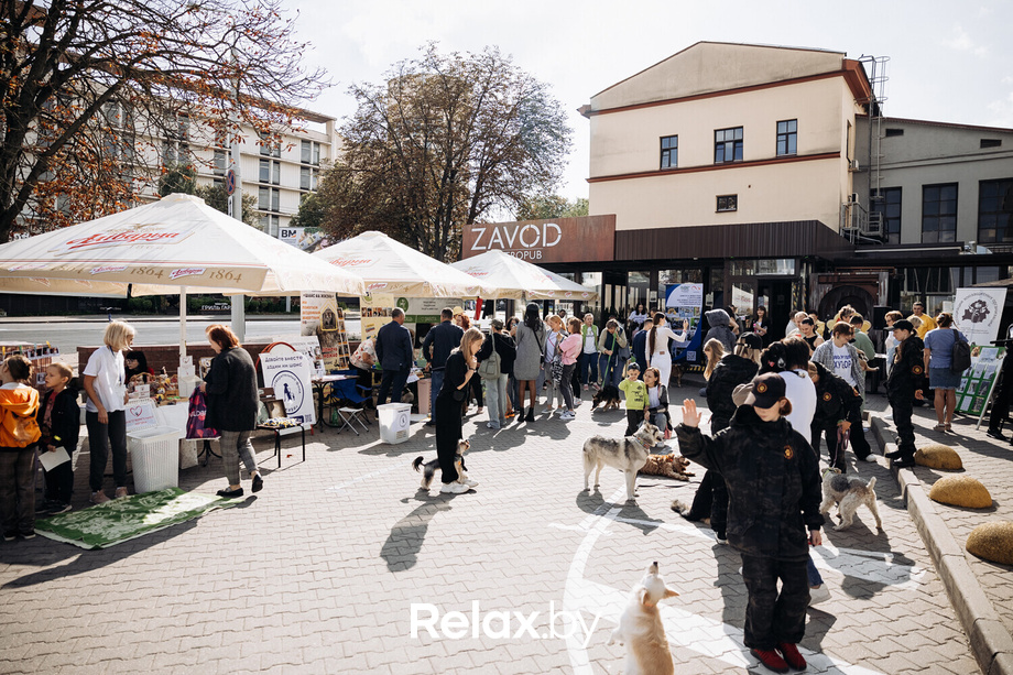 Акция Пушистого Добра, фото № 54