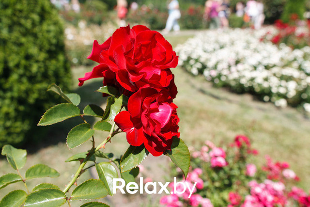 Фестиваль роз, фото № 23