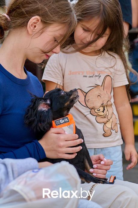 Акция пушистого добра, фото № 109