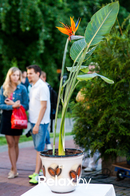 Благотворительный раут, фото № 256