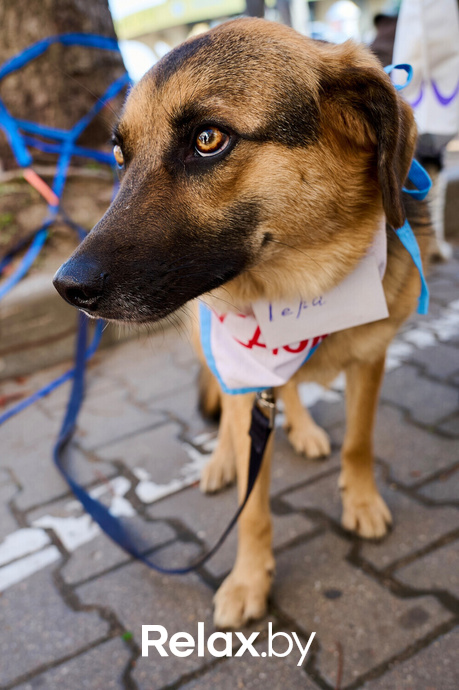 Акция пушистого добра, фото № 122