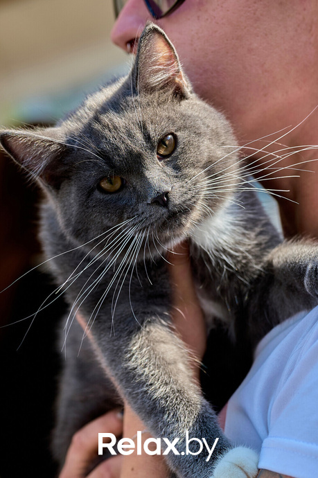 Акция пушистого добра, фото № 112