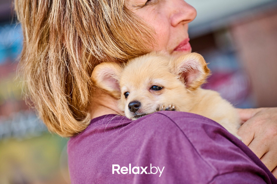 Акция пушистого добра, фото № 133