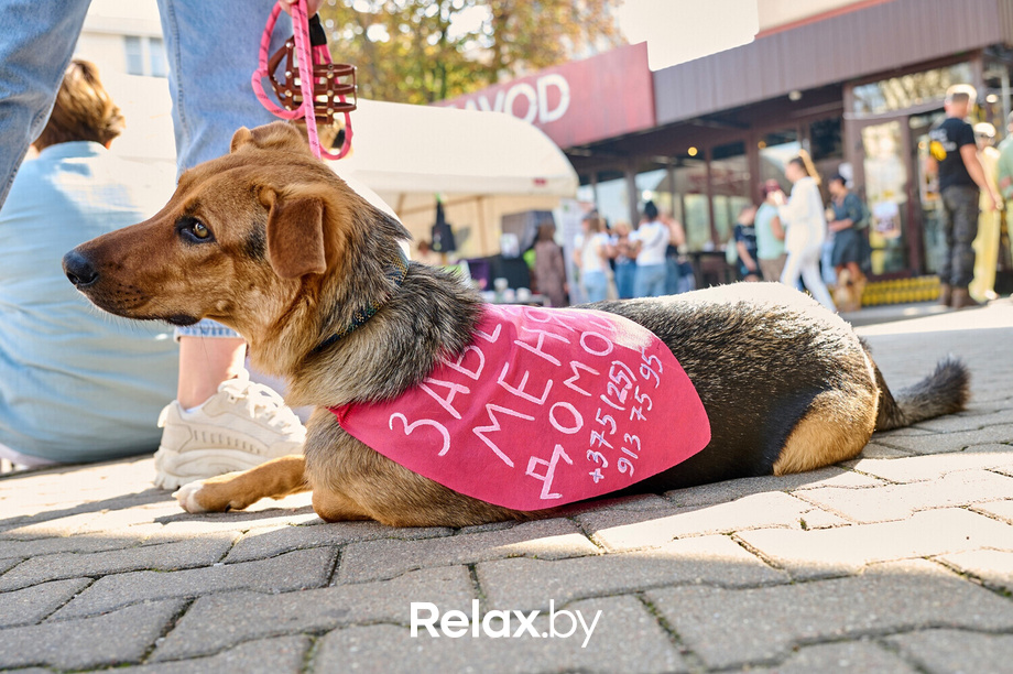 Акция пушистого добра, фото № 128