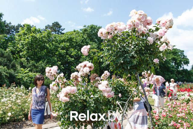 Фестиваль роз, фото № 30