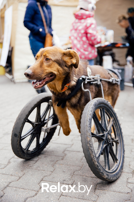 Благотворительная акция пушистого добра, фото № 9