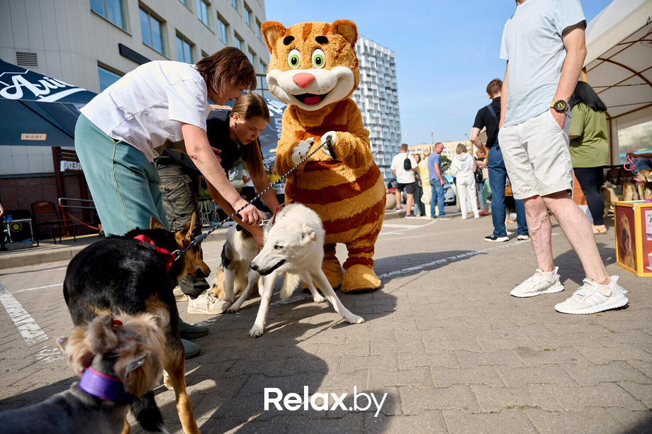 Акция пушистого добра, фото № 84