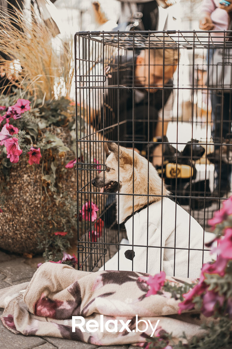 Акция Пушистого Добра, фото № 157