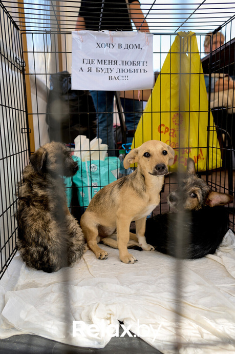 Акция пушистого добра, фото № 40