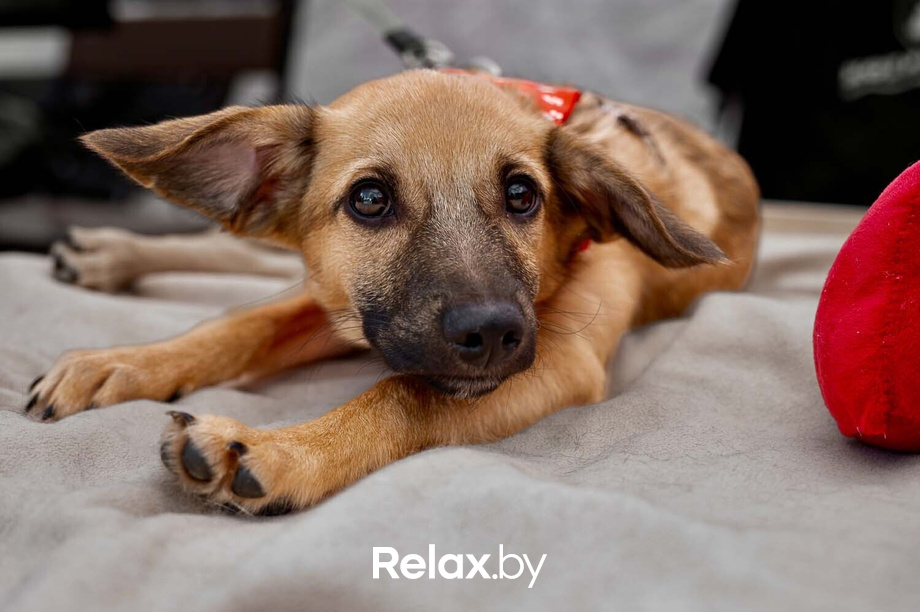 Акция пушистого добра, фото № 33