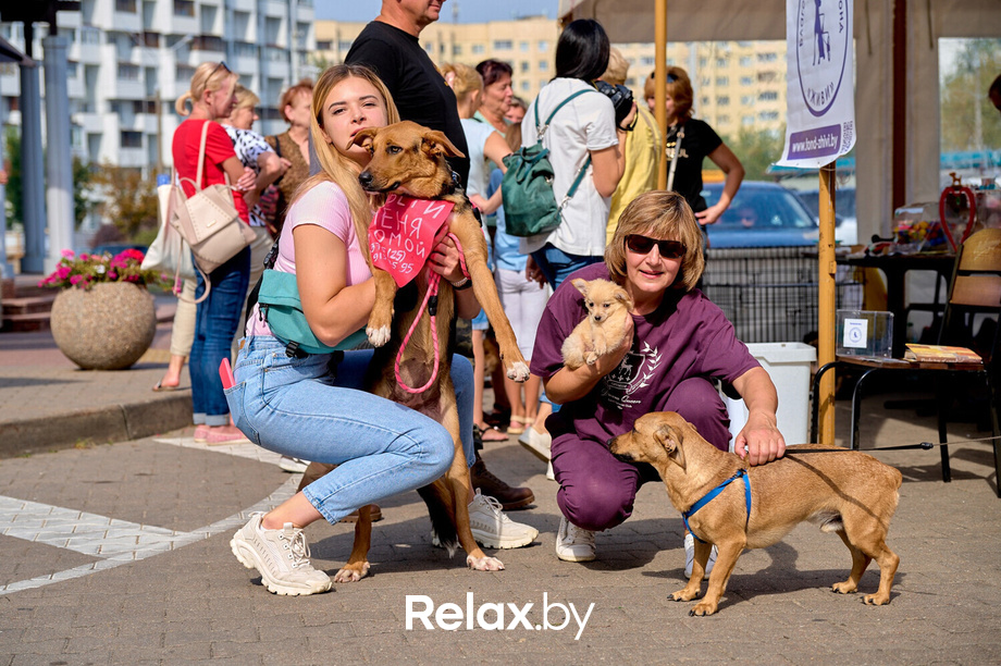 Акция пушистого добра, фото № 52