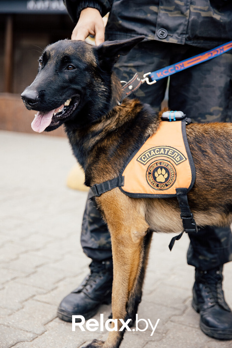 Благотворительная акция пушистого добра, фото № 34