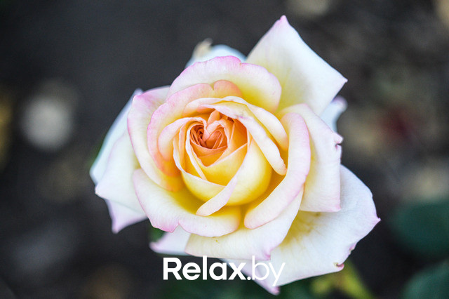 Фестиваль роз, фото № 42