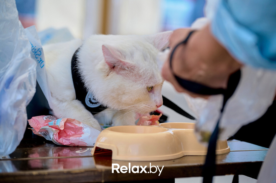 Акция пушистого добра, фото № 48