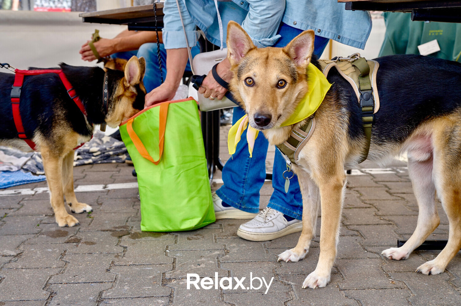 Акция пушистого добра, фото № 10