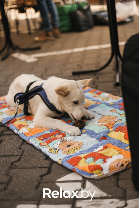 Акция Пушистого Добра, фото № 119