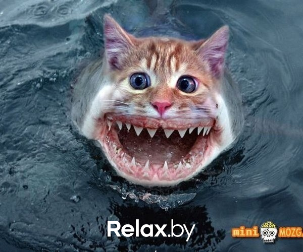 Photo of animals, фото № 5