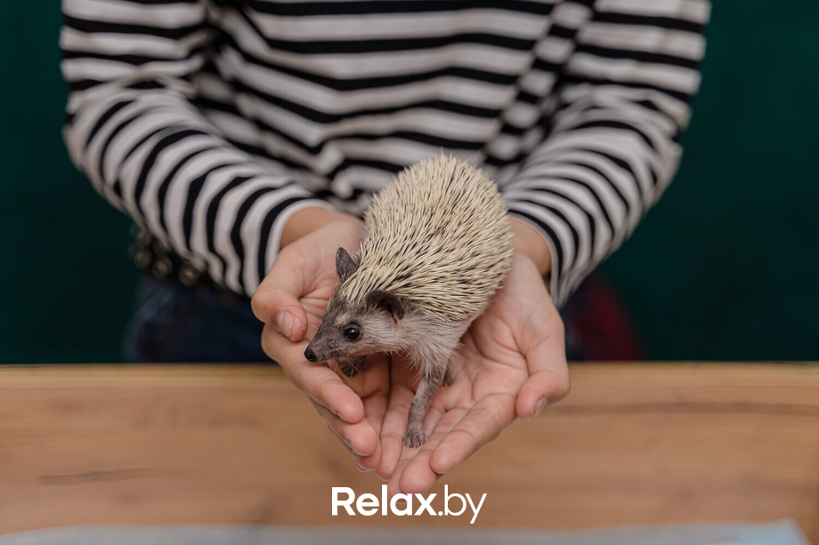 Открытие антикафе «Ёж кафе», фото № 52