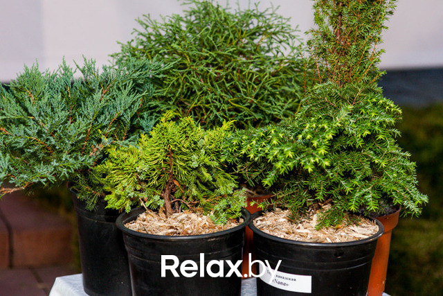 Благотворительный раут, фото № 272