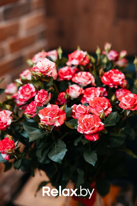 Отдыхаем Броварно, фото № 10