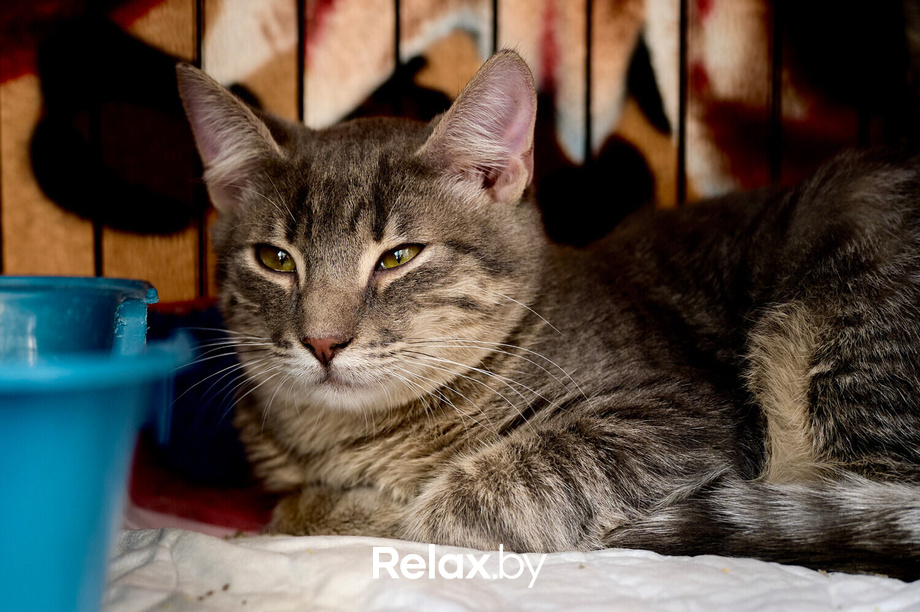 Акция пушистого добра, фото № 51