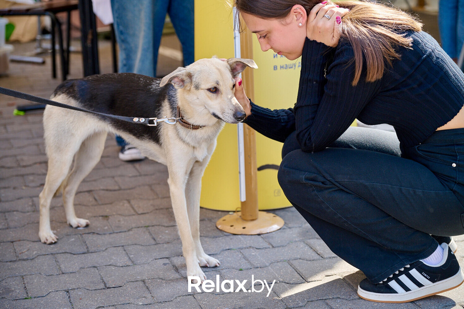 Акция пушистого добра, фото № 132