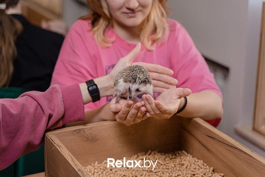 Открытие антикафе «Ёж кафе», фото № 7