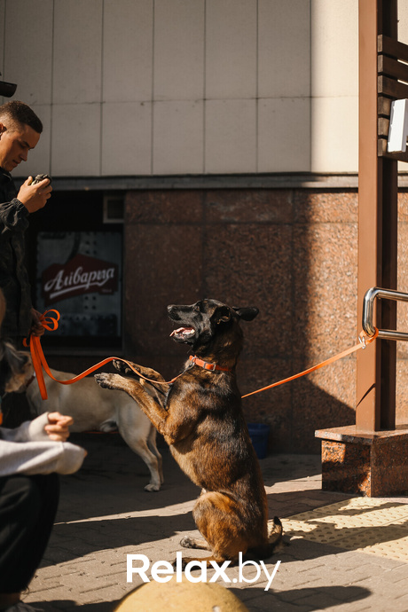 Акция Пушистого Добра, фото № 124