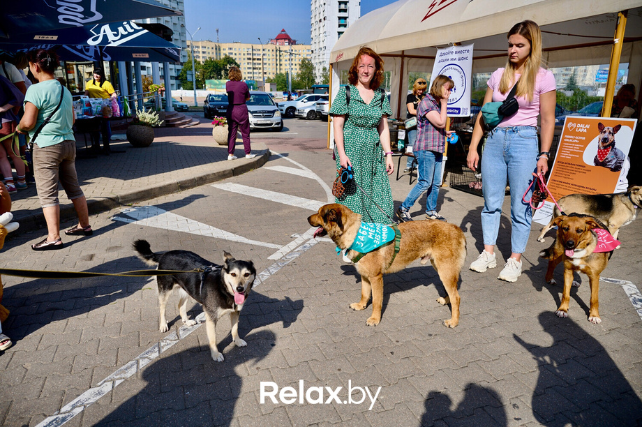 Акция пушистого добра, фото № 103