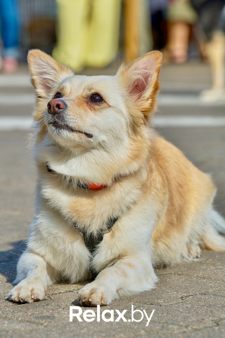 Акция пушистого добра, фото № 22