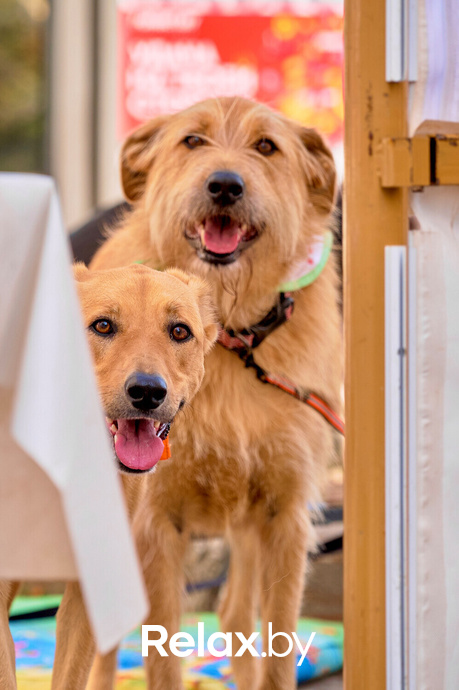 Акция пушистого добра, фото № 65