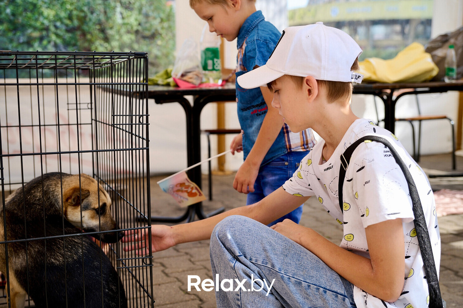 Акция пушистого добра, фото № 76