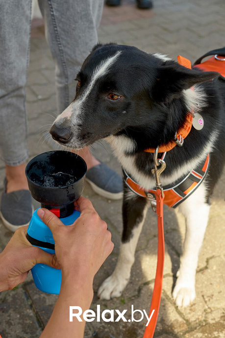 Акция пушистого добра, фото № 26