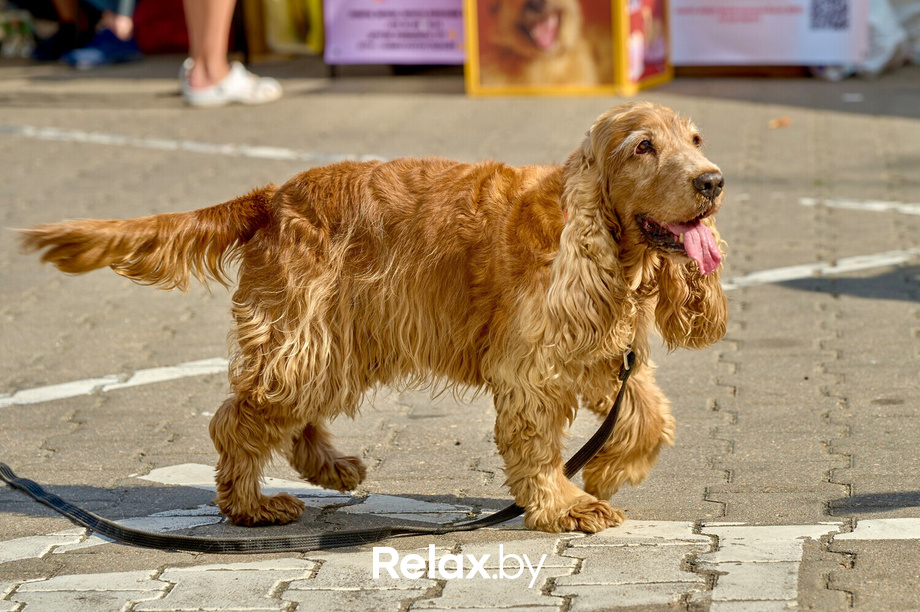 Акция пушистого добра, фото № 16