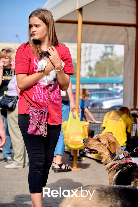 Акция пушистого добра, фото № 39