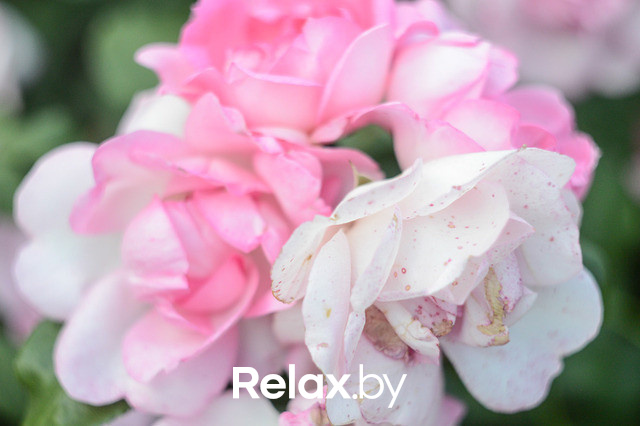 Фестиваль роз, фото № 44