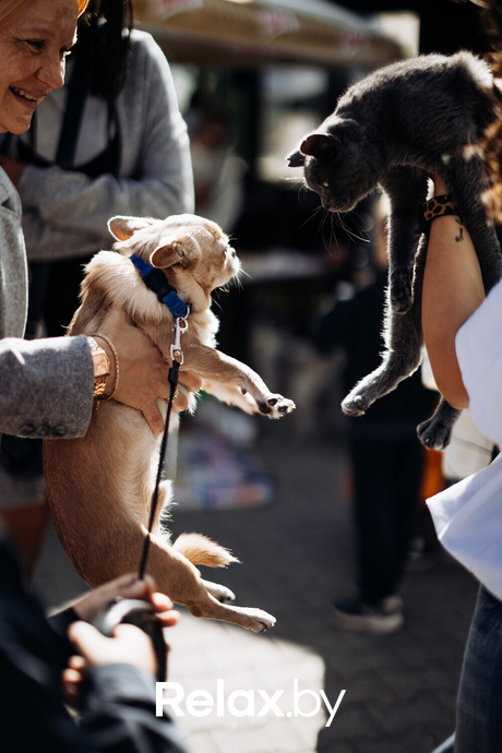 Акция Пушистого Добра, фото № 38