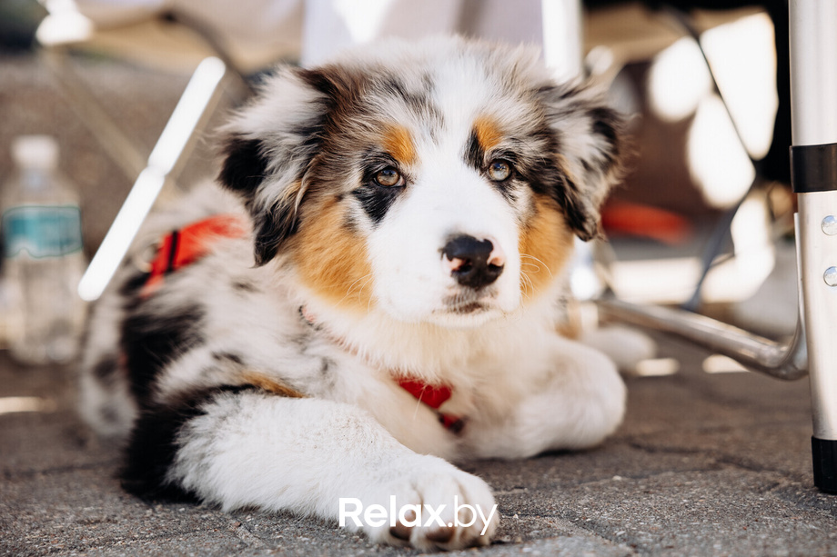 Акция Пушистого Добра, фото № 13