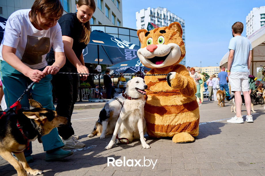 Акция пушистого добра, фото № 86