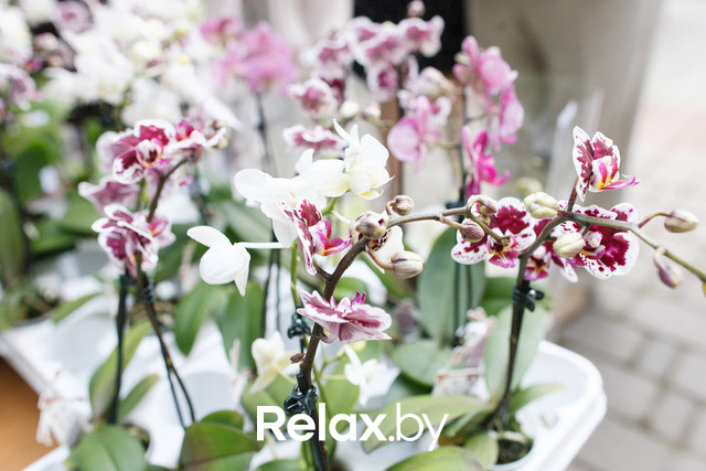 Фестиваль роз, фото № 69