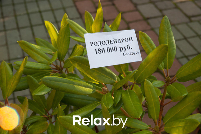 Благотворительный раут, фото № 24