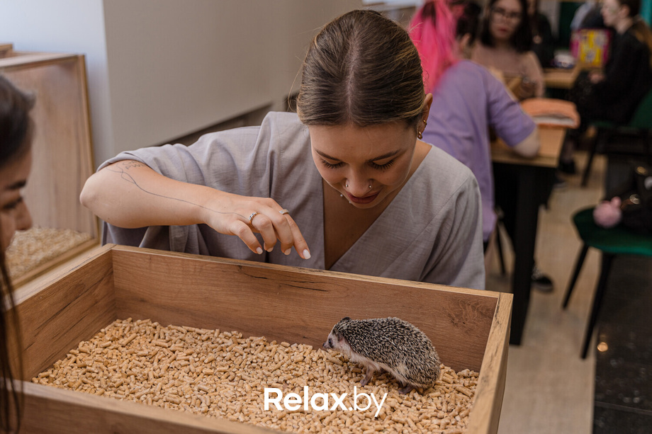 Открытие антикафе «Ёж кафе», фото № 59