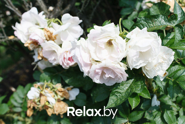 Фестиваль роз, фото № 27