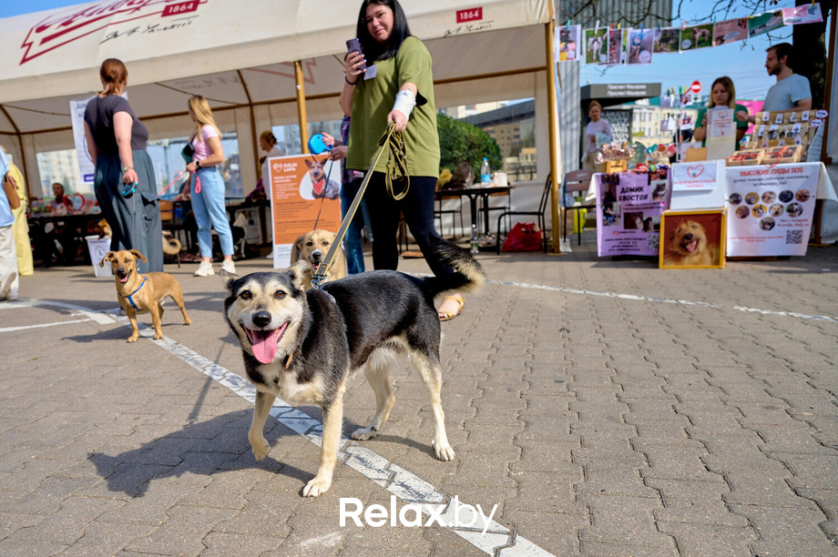 Акция пушистого добра, фото № 59