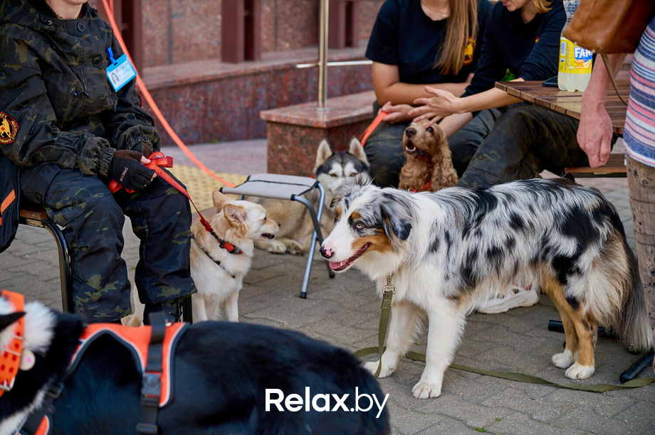 Акция пушистого добра, фото № 94