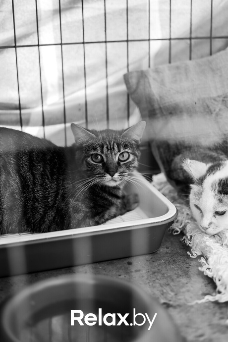 Акция Пушистого Добра, фото № 132