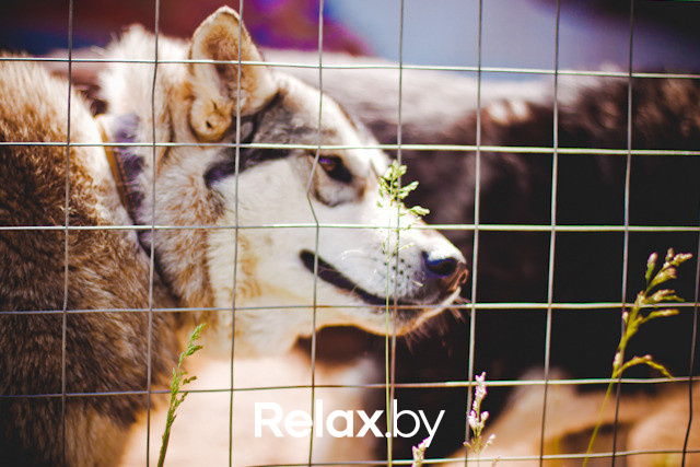 Экспедиция презентация Пикник-отеля, фото № 3