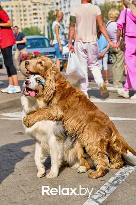 Акция пушистого добра, фото № 74