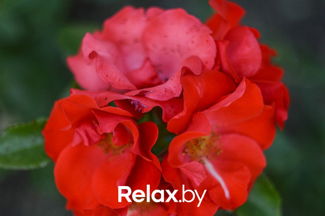 Фестиваль роз, фото № 47